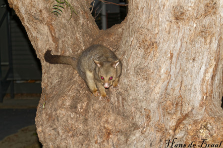 brushtailpossum